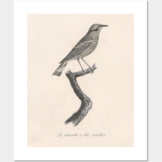 Ashy-headed Warbler Wall Art by ptMaker